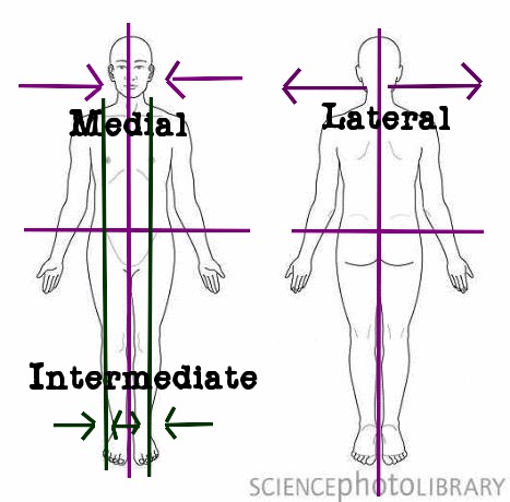 <p>lie between medial and lateral structures</p>