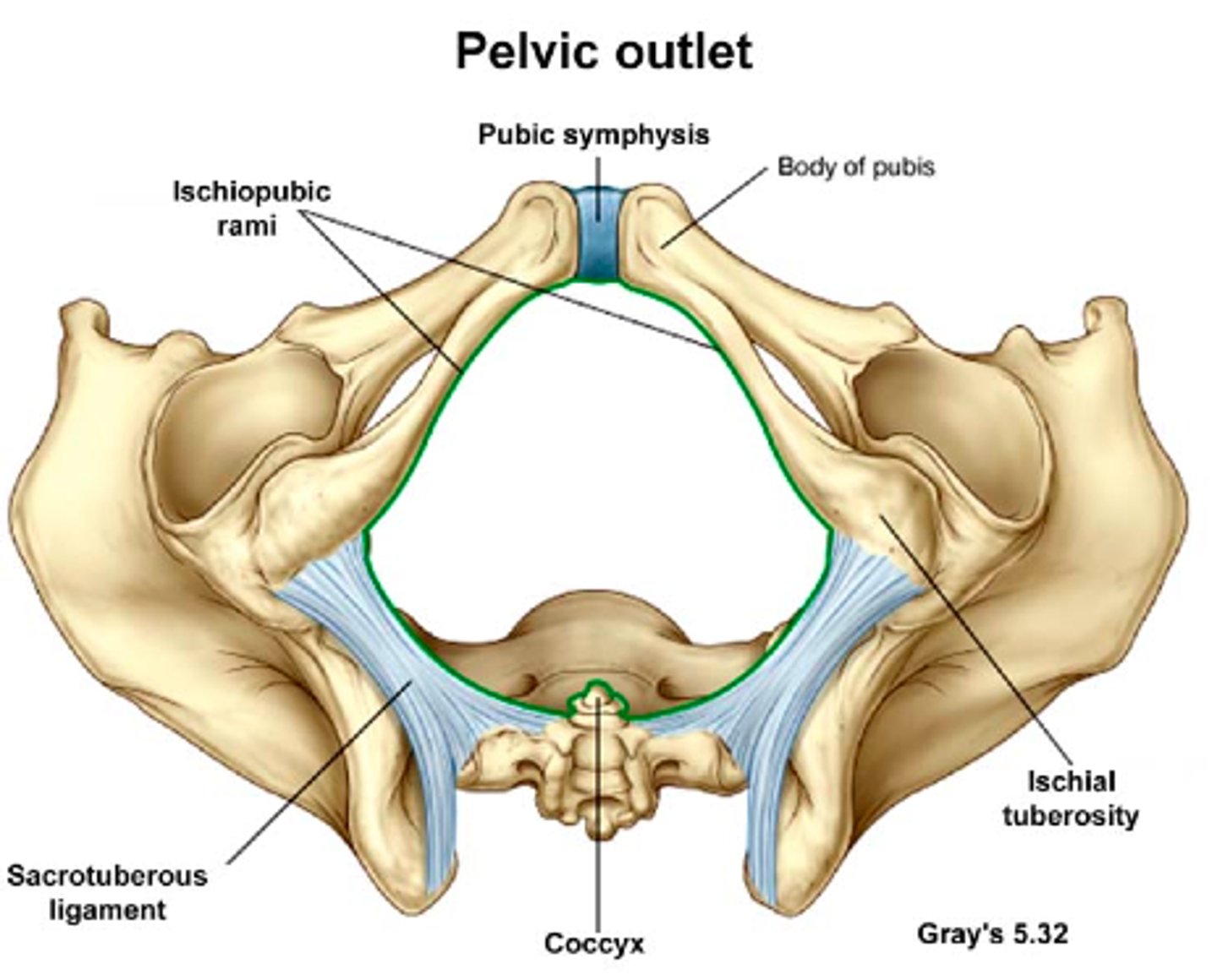 <p>inferior opening of the pelvis measured between ischial spines</p>