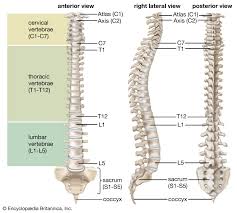 <p>Made up of 33 vertebrae divided into 5 regions</p><p>Cervical Vertebrae (7): supports the head, allowing it to bend and twist</p><p>Thoracic vertebrae (12): the ribs are connected to these and there is little movement</p><p>Lumbar vertebrae (5): these are big and allow powerful twisting and bending of the back</p><p>Sacrum vertebrae (5): these form one solid mass → fused to the pelvis</p><p>Coccyx vertebrae (4): the remains of our tail</p><p>Disks (cartilage)</p>