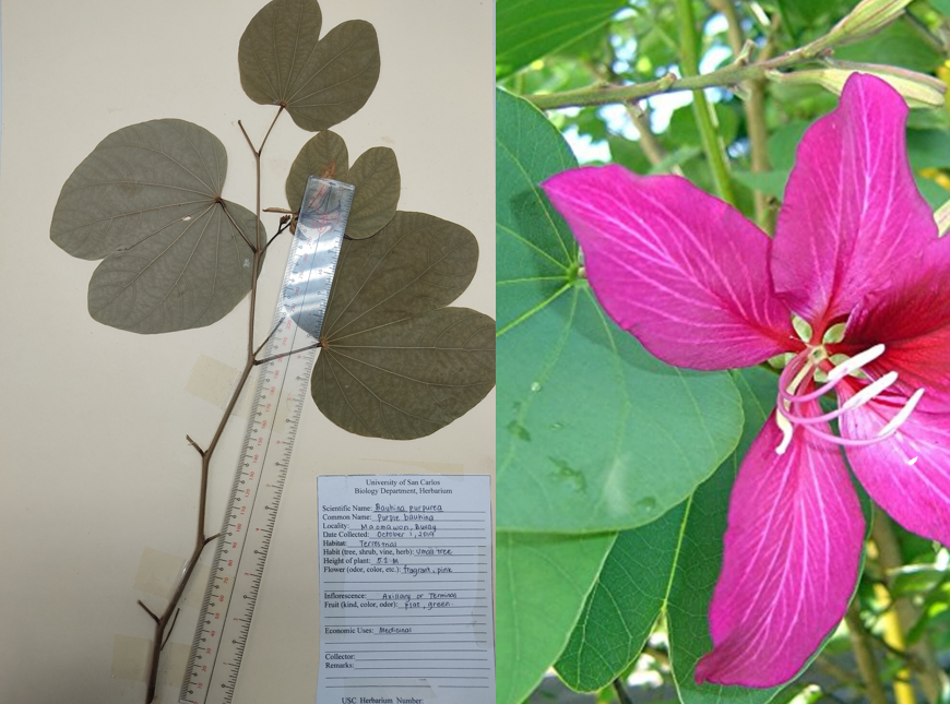 <p>eudicot; a <span>small size tree found throughout the Philippines; </span> tree with purple flowers</p>