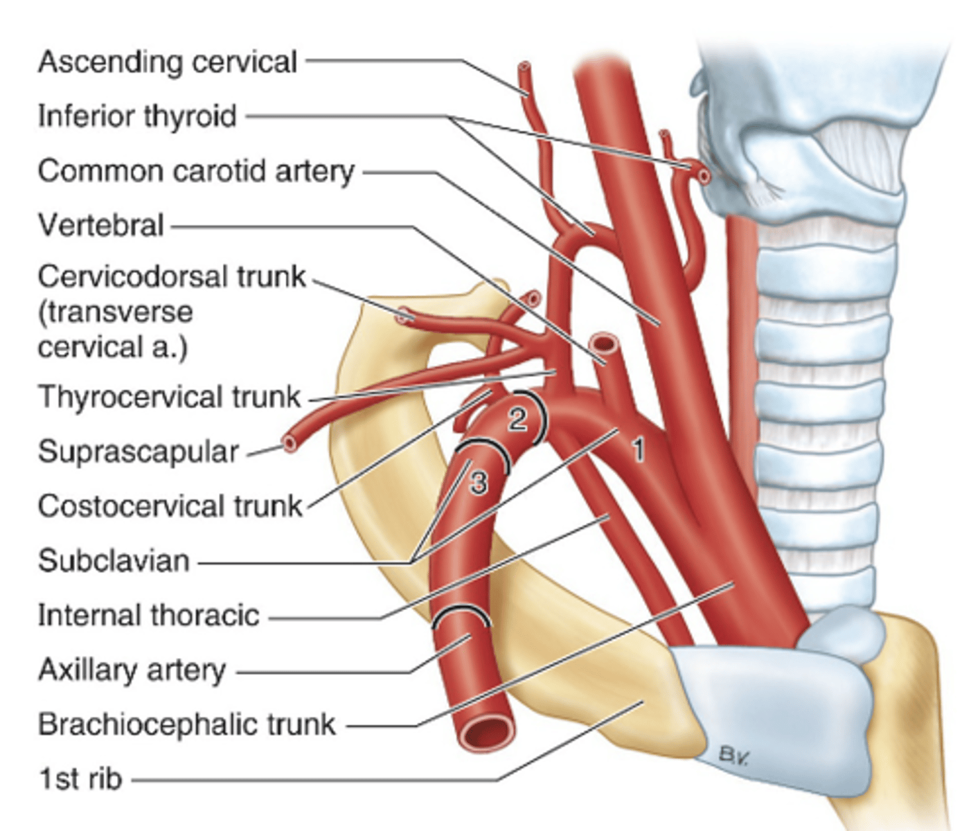 <p>-vertebral artery (to brain)</p><p>-internal thoracic a. (to anterior chest wall)</p><p>-thyrocervical trunk</p>