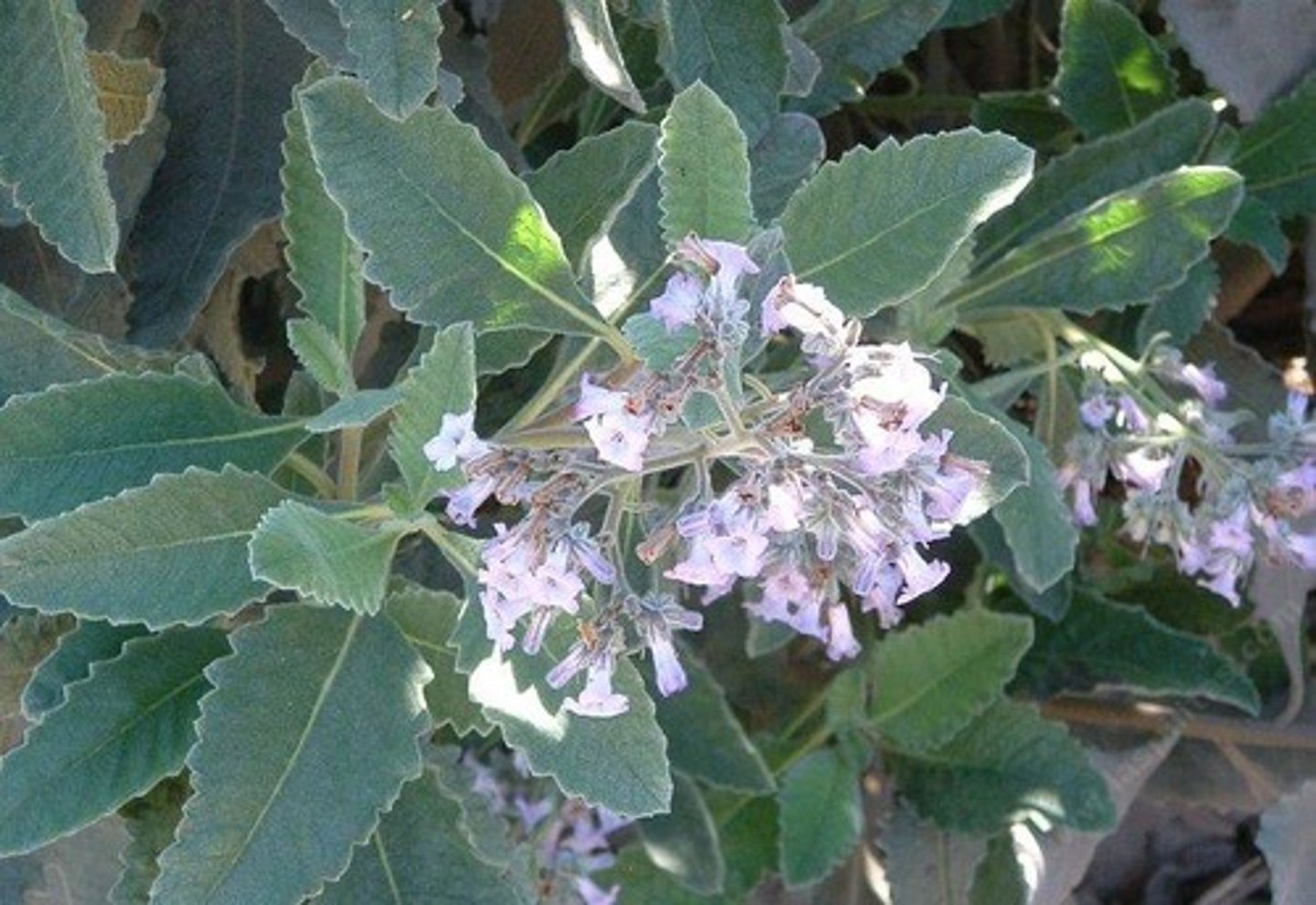 <p>Namaceae. Yerba santa</p>