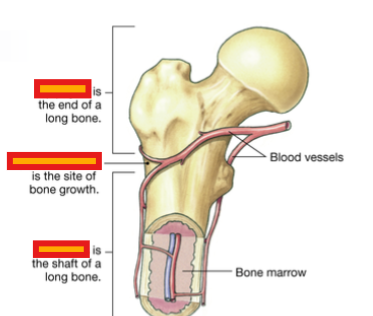 <p>What is the site of bone growth?</p>