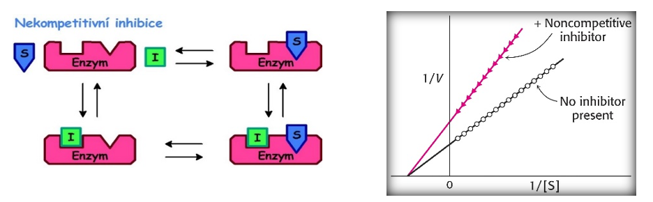‐        Inhibitor není podobný substrátu

‐        Váže se jak na volný E tak na komplex ES

‐        Vytváří komplex EI

‐        \[EI\] nezávisí na \[S\], ale pouze \[I\]

‐        Vlim se snižuje

‐        Km se nemění
