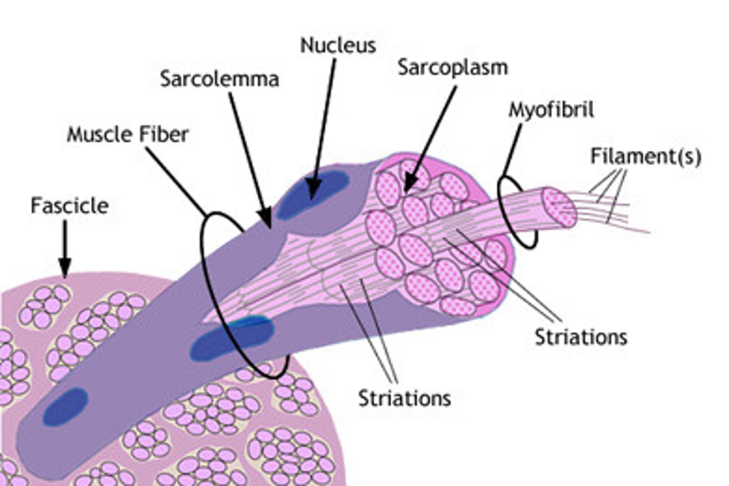 <p>plasma membrane of a muscle fiber</p>