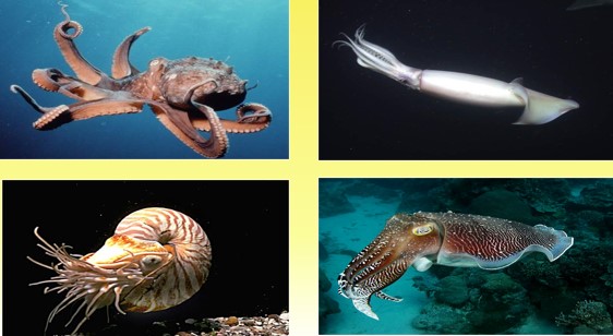 <p>What phylum and class is this? </p>