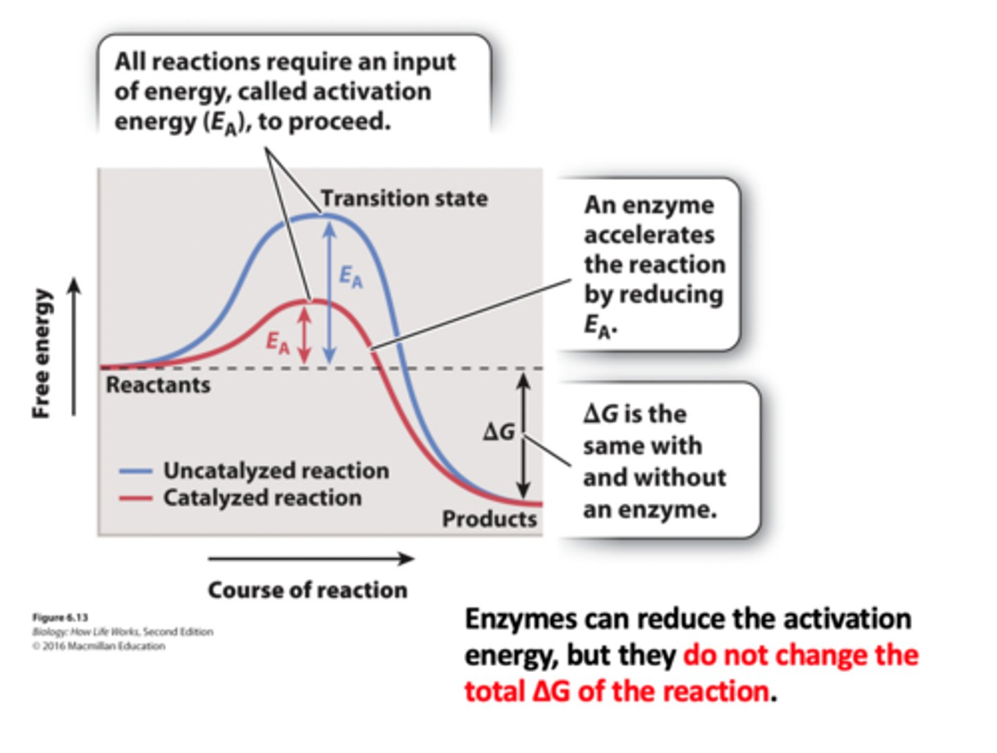 <p>1. When the activation energy is low, the reaction is faster. <br>2. Enzymes are able to reduce the activation energy by stabilizing the transition state. <br>3. The rate of the reaction increases because the activation energy is reduced.</p>