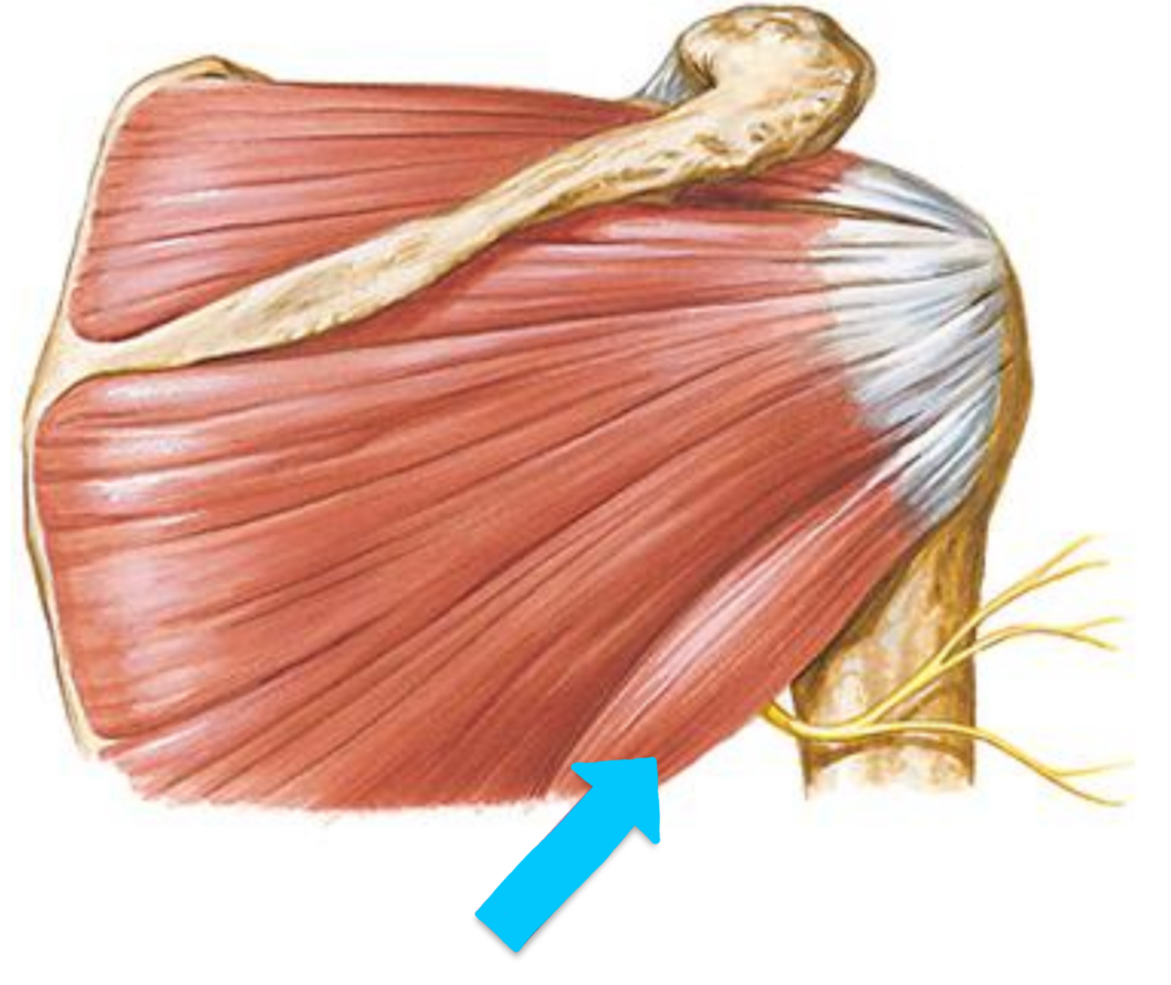 <p>Teres Minor (RTC)</p>