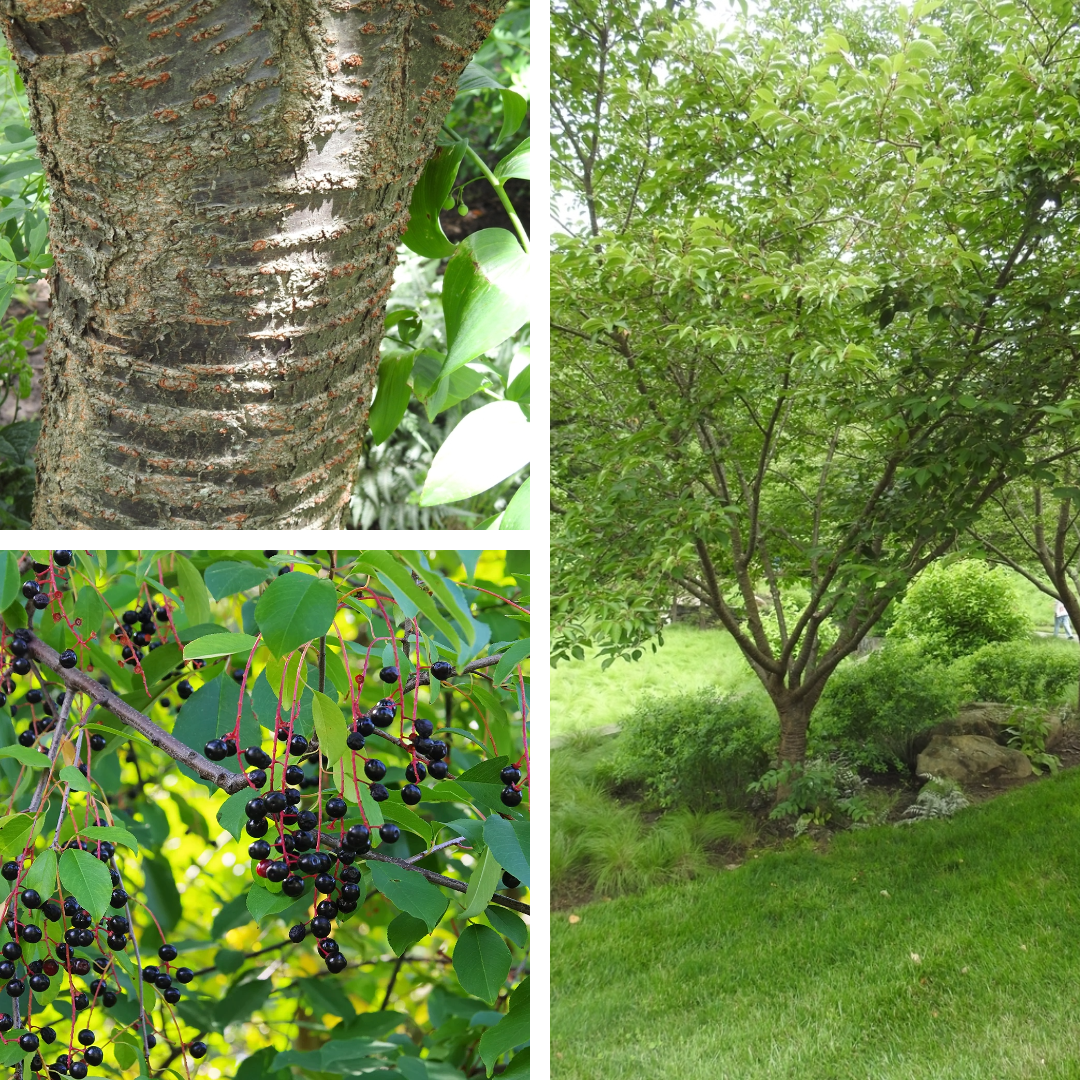 <p>Black Cherry</p>