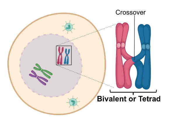 <p><span>Chromosomes condense Nuclear envelope disappears</span></p><p><span>Two centrosomes start forming the spindle</span></p><p><span>Each chromosome composed of 2 sister chromatids</span></p><p><span>Homologous chromosomes crossover, exchanging DNA</span></p>