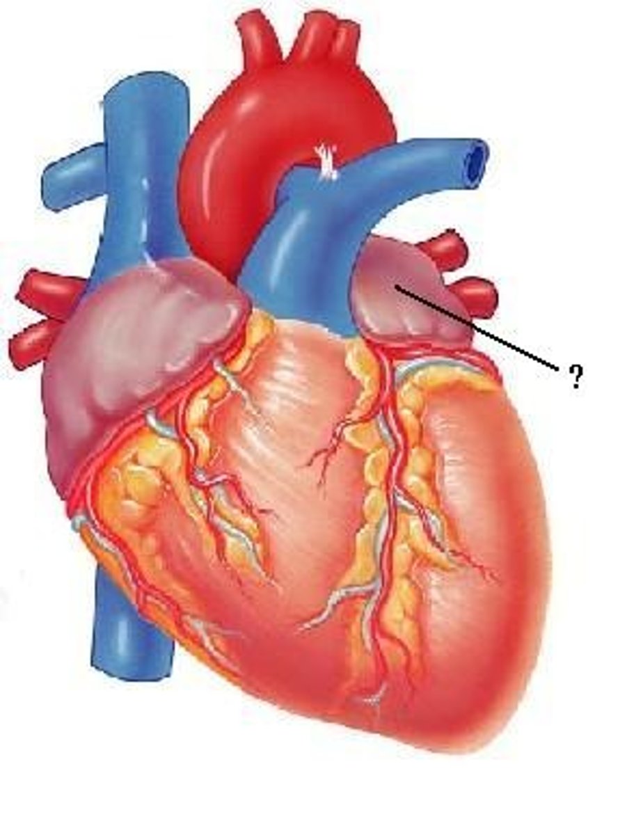 <p>left atrium</p>