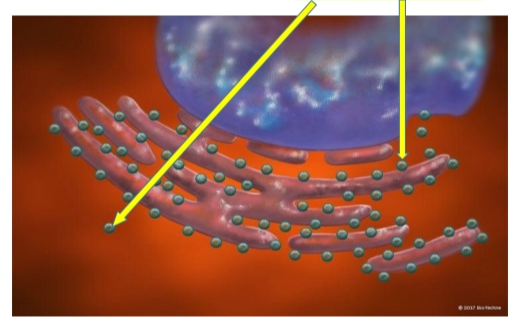 <p>are the <strong>cellular organelles responsible for protein synthesis</strong> and are <mark data-color="#f9dded" style="background-color: #f9dded; color: inherit">considered the protein factories of the cell</mark>. They are particularly abundant in cells that synthesize large amounts of protein. </p>
