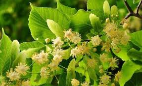 <p>Small leaved lime </p>