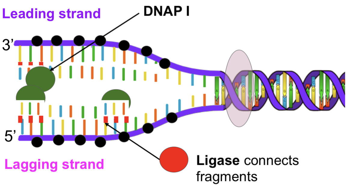 DNA ligase
