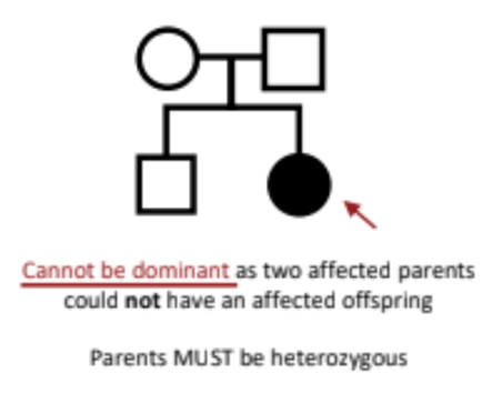 <p>Two copies of the mutated gene must be present to express the condition.</p>