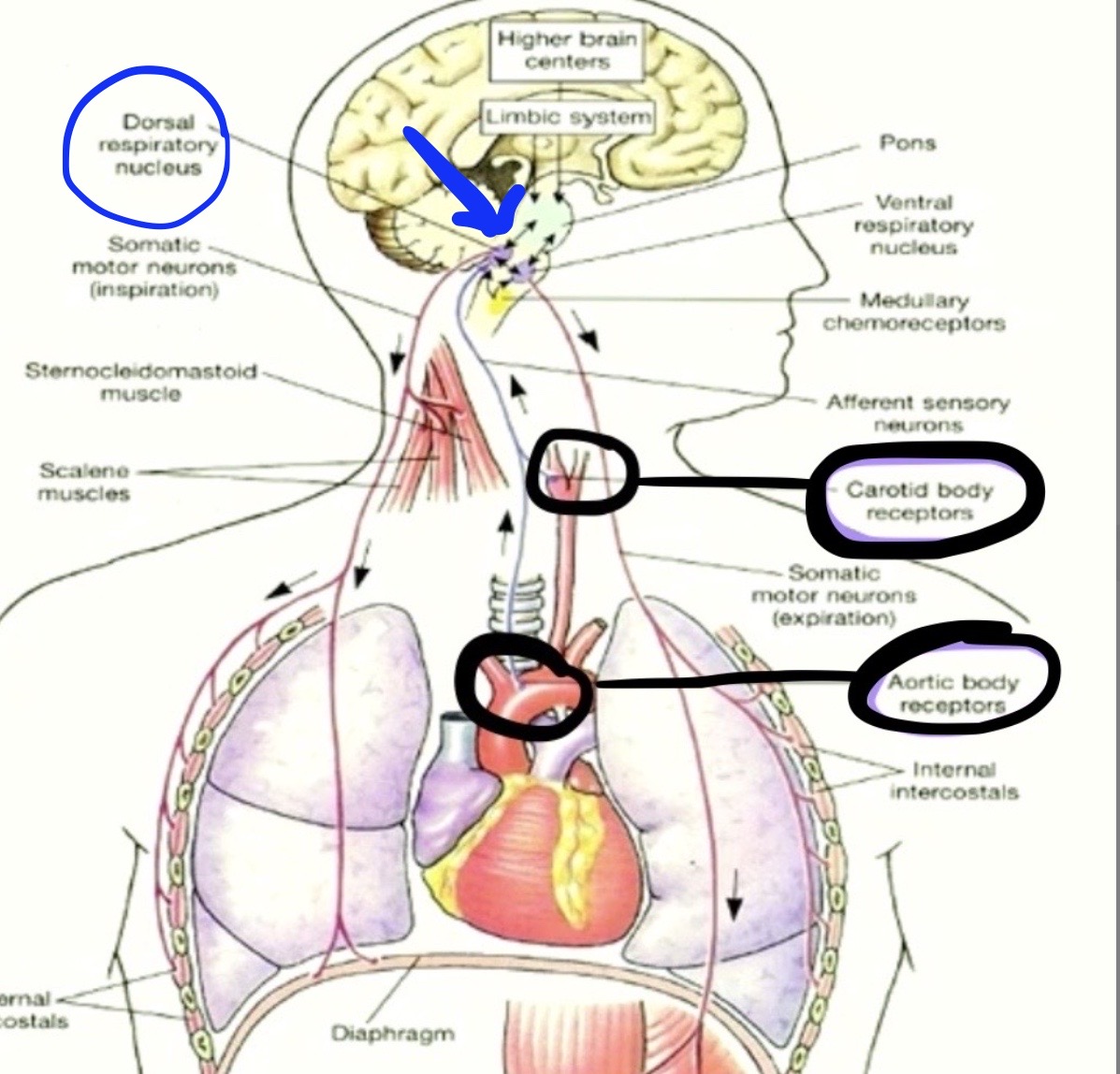 <p><span style="color: green"><strong>UP</strong></span> to the <span style="color: blue"><strong>DRG</strong></span></p>