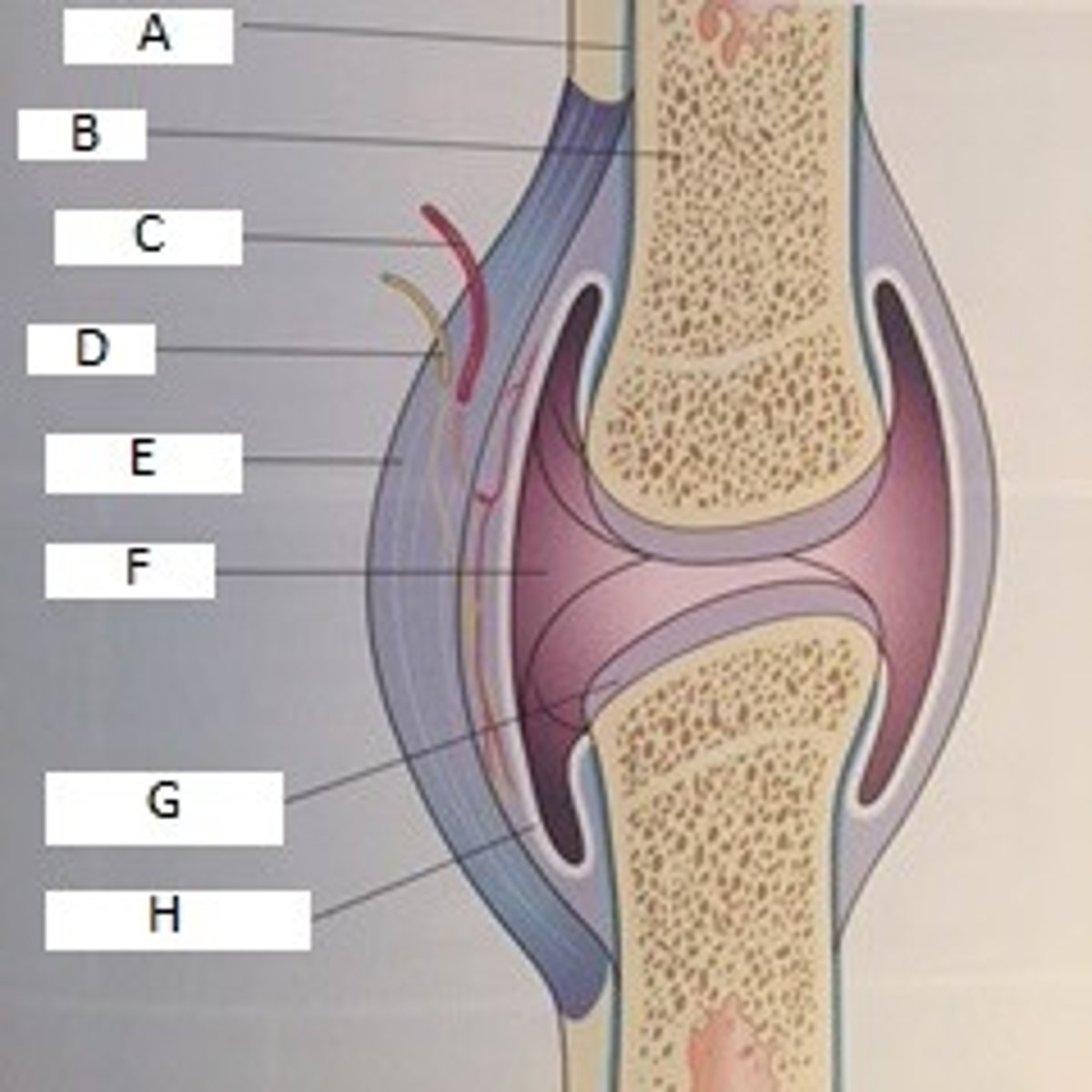 <p>Blood vessels</p><p>( Letter C on diagram)</p>