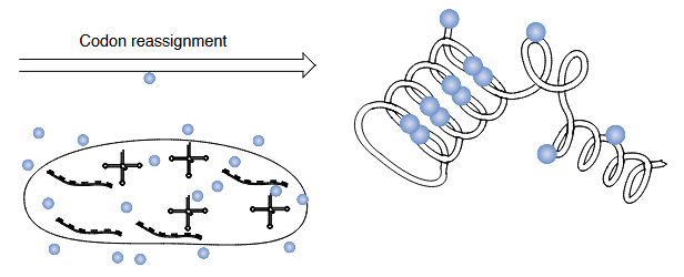 <p>new number of terms in codon, such as 4; unlimited noncanonical possibilities</p>