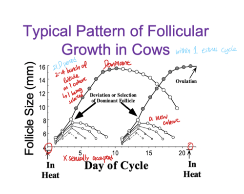 - surge in estradiol/pgf2a regresses the CL
- allows this follicle to successfully ovulate