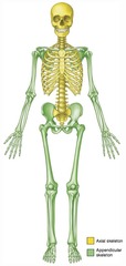 bones, cartilages, joints, ligaments