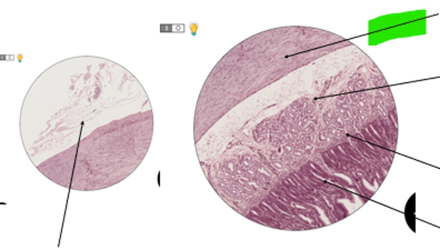 <p>name region and organ</p>
