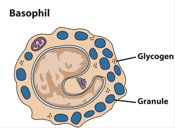 <ul><li><p><span style="color: rgb(0, 0, 0);"><span>Release granules of inflammatory chemicals, serotonin &amp; </span><strong><span>histamine</span></strong><span>, which increases vasodilation &amp; blood flow to an area (recruits more leukocytes)</span></span></p></li><li><p><span style="color: rgb(0, 0, 0);"><span>Responds in particular to helminths and ectoparasites (ticks); in their</span><span><br></span><span>absence reacts to pollen &amp; other allergens</span></span></p></li><li><p><span style="color: rgb(0, 0, 0);"><span>Seems to be more of a regulatory cell, designed to attract &amp; direct other leukocytes</span></span></p></li><li><p><span style="color: rgb(0, 0, 0);"><strong><span>MORPHOLOGY</span></strong><span> = Comma-shaped nucleus and granules, no pseudopods</span></span></p></li><li><p><span style="color: rgb(0, 0, 0);"><span>Least common leukocyte (0.5-1.0% of total WBCs)</span></span></p></li></ul><p></p>