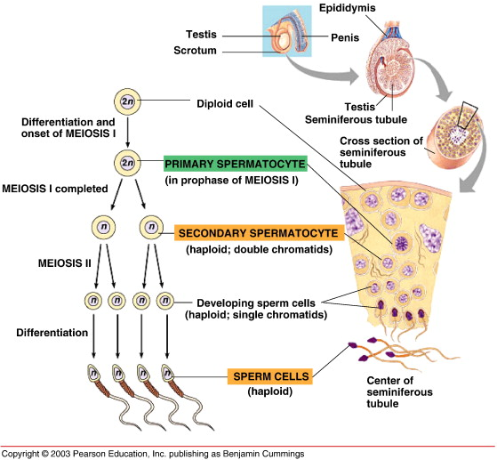 <p>Mature sperm cells consisting of a head, midpiece, and tail.</p>
