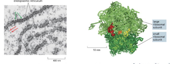 <ul><li><p>THE MRNA MESSAGE</p></li><li><p>MOST EUKARYOTIC CELLS HAVE MILLIONS OF RIBOSOMES IN THE CYTOPLASM </p></li><li><p>THE RIBOSOME IS A LARGE COMPLEX OF rRNAS AND RIBOSOMAL PROTEINS</p></li><li><p>THE RIBOSOME HAS TWO SUBUNITS: A LARGE SUBUNIT AND A SMALL SUBUNIT </p></li><li><p>4 STAGES OF TRANSLATION:</p><ol><li><p>CHARGING </p></li><li><p>INITIATION</p></li><li><p>ELONGATION </p></li><li><p>TERMINATION </p></li></ol></li></ul><p></p>