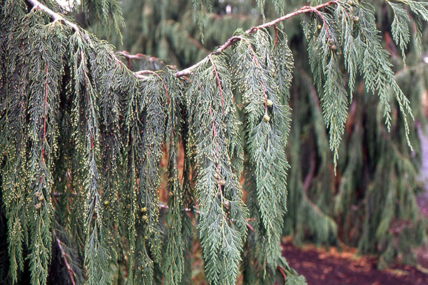<p>weeping Alaska-cedar, Callitropsis nootkatensis (pendula), Cupressaceae</p>