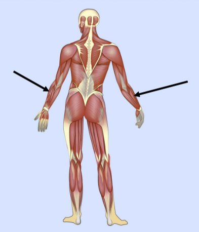 <p>What major muscle is this?</p>