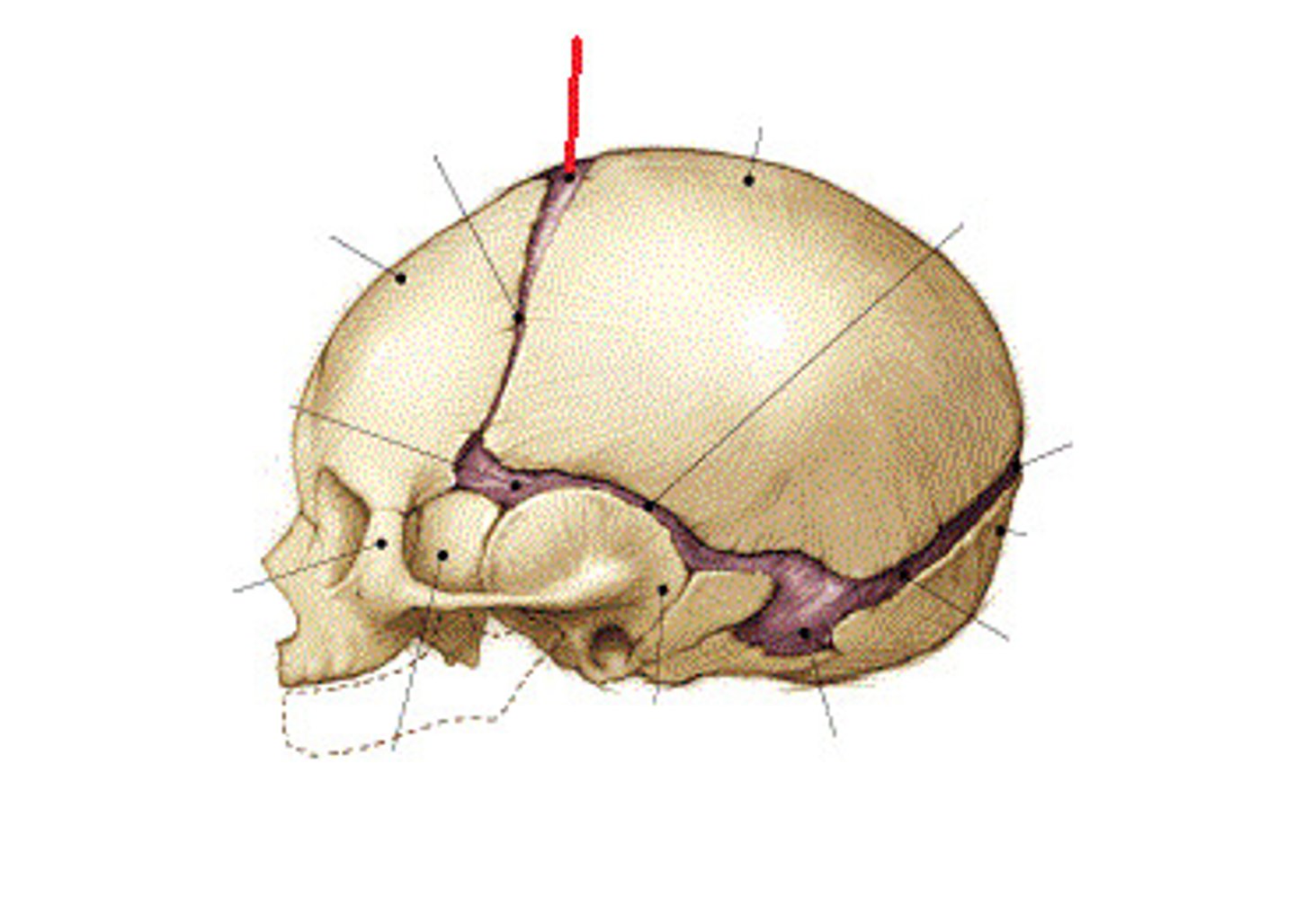 knowt flashcard image
