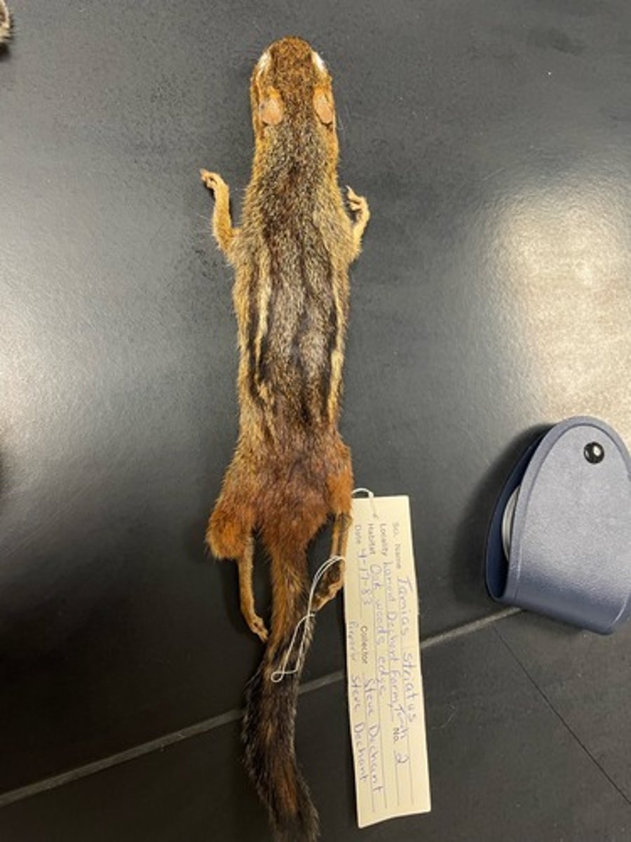 <p>Family: Sciuridae</p><p>Genus & Species: Tamias striatus</p>