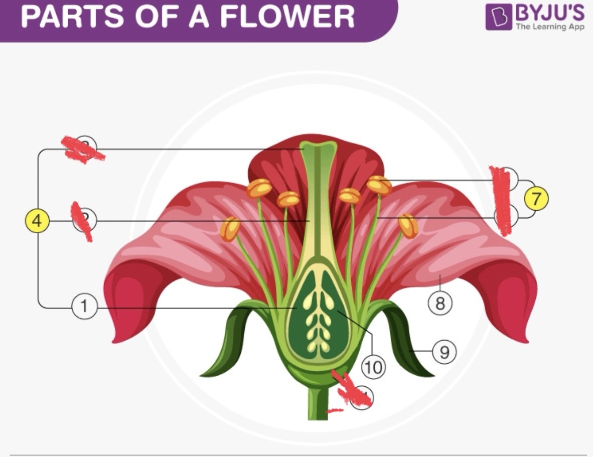 <p>Which number matches the correct part of the flower: Pistil</p>