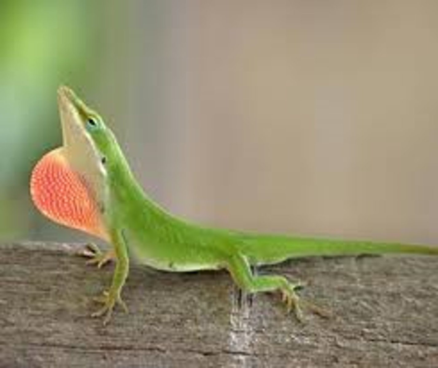 <p>Anolis carolinensis</p><p>Order: Squamata</p><p>Suborder: Lacertilia</p><p>Family: Polychrotidae</p>