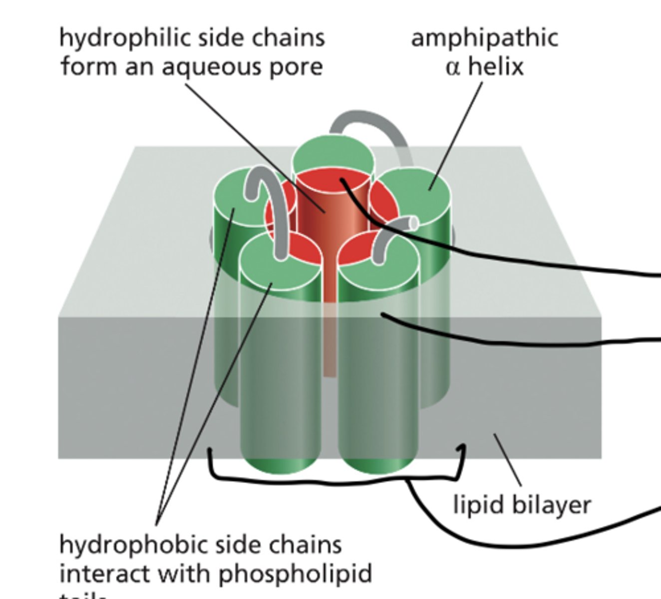 <p>- It is a multi pass transmembrane protein (passes into the lipid bilayer multiple times)</p><p>- Is made up on multiple amphipathic A-helices that pack side by side to create a water-filled channel across the lipid bilayer</p><p>- The hydrophilic side chains of the A-helices point inward (make up the inside of the pore)</p><p>- The hydrophobic side chains of A-helices associate with the phospholipid tails of the bilayer</p>