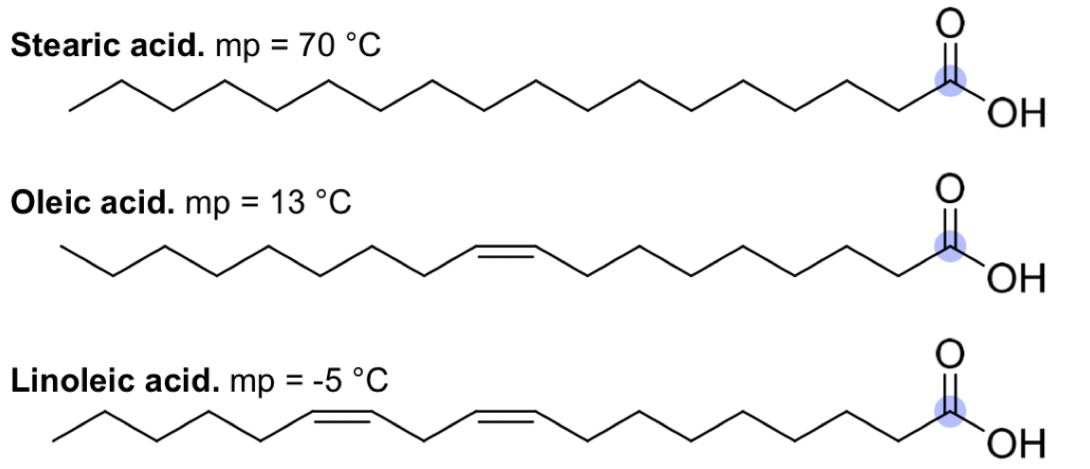 <ul><li><p>All C18 lipids (contain 18 C atoms)</p></li><li><p>Contain different numbers of C=C bonds</p></li></ul><p></p>