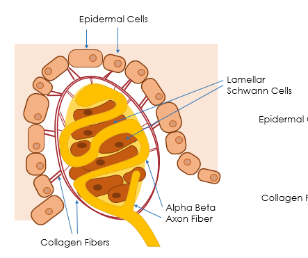 <p>The end of a nerve (dendritic branches) that can be modified by other cells</p><ul><li><p>Lamellar Schwann cells - sandwiched in, additional cells separate them - modifies the activation&nbsp;</p></li><li><p>Collagen fibers connect them to the epidermal cells in the skin, so when you press on the skin, you will move the epidermal cells, causing a physical distortion of the receptor, triggering an action potential</p></li><li><p>A-beta fiber: Picks up this signal, converts it into an action potential, and rapidly conducts the signal to the spinal cord and brain.</p></li></ul><p></p>