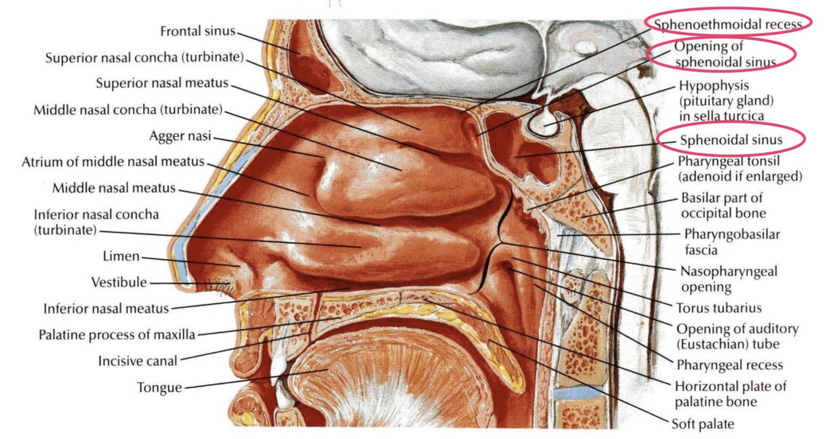 <p>Where does the sphenoidal sinus open?</p>