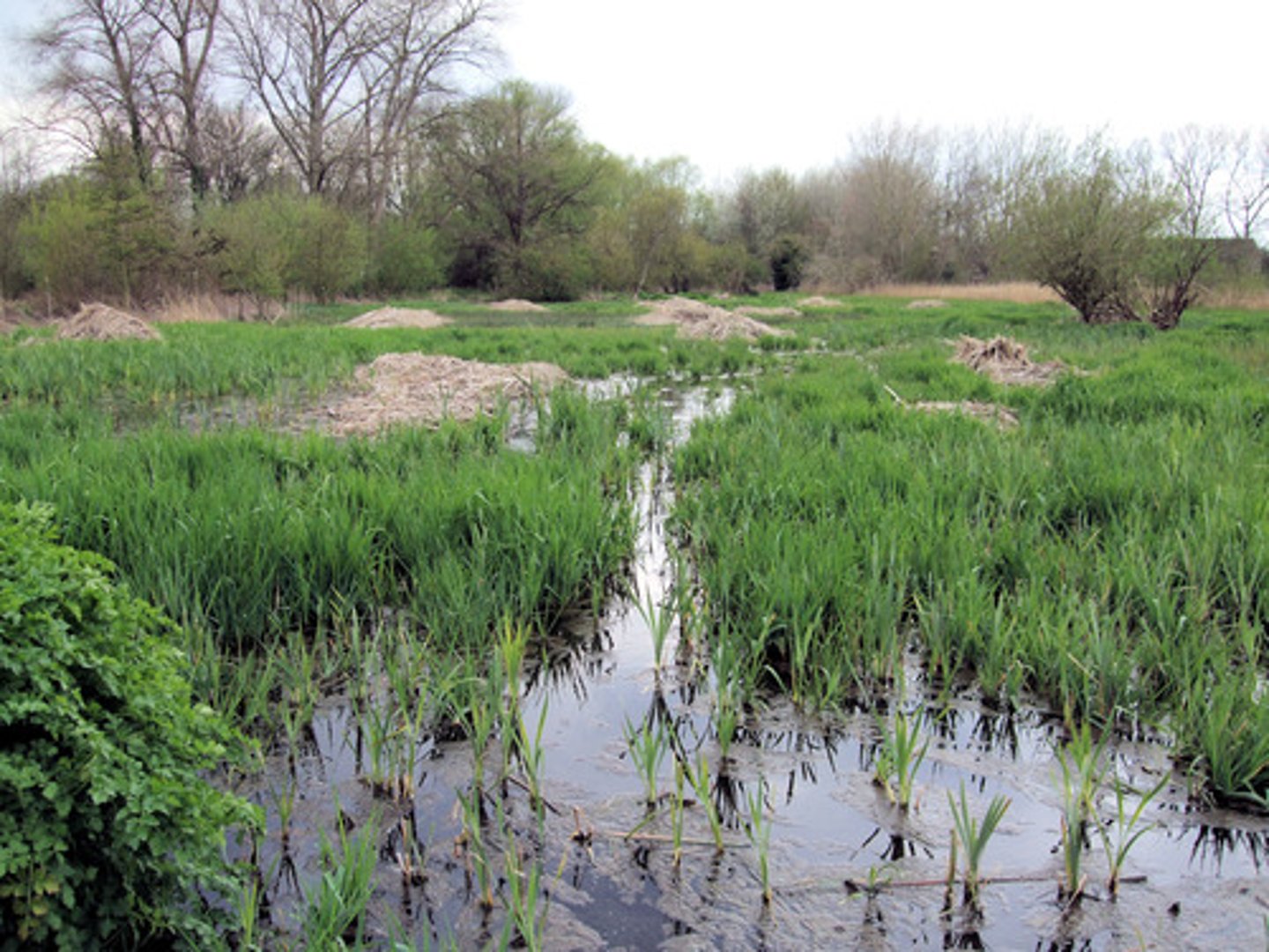 <p>(in anaerobic marshland)<br><br>= prevailing anaerobic conditions in wetland soils slow down or suspend decomposition processes of organic matter <br><br>... these processes are connected with the production of methane (CH4) and carbon dioxide (CO2)<br><br>- Wetland habitats are filled with waterlogged soils and permafrost, making them sizeable carbon sinks<br><br>- Warming climate causes wetland soils to warm of flood, carbon is released into the atmosphere as methane<br><br>FAST</p><p></p><p></p><p></p><p>chat gpt<br><br><strong>Special microbes take over</strong>:</p><ul><li><p class="">In the absence of oxygen, <strong>methanogenic archaea</strong> (a type of microorganism) step in.</p></li><li><p class="">These microbes <strong>break down organic matter</strong> in a different way — not via anaerobic respiration, but through a process called <strong>methanogenesis</strong>.</p></li></ul><ul><li><p class=""><strong>Methanogenesis produces methane</strong>:</p><ul><li><p class="">These archaea use carbon compounds (like CO₂ or acetate) and produce <strong>CH₄ (methane)</strong> as a byproduct.</p></li></ul></li></ul><p></p>