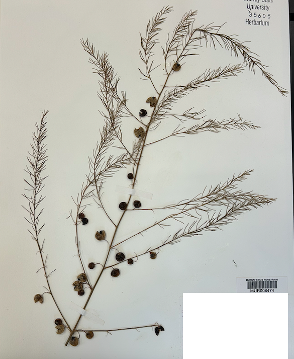 <p>Order? Family?</p>