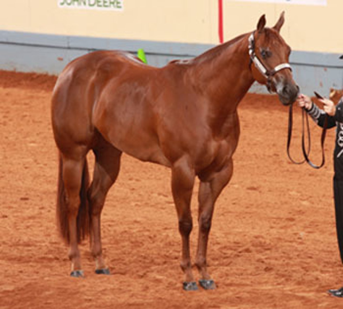 <p>American Quarter Horse</p><p>1 multiple choice option</p>