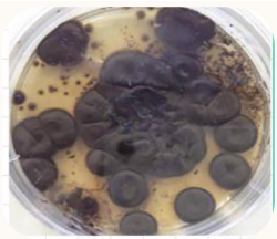 <ul><li><p><span><span>Slow growing</span></span></p></li><li><p><span><span>Silvery, velvety surface that turns black</span></span></p></li><li><p><span><span>Colonies slightly embed into media</span></span></p></li><li><p><span><span>Reverse in black</span></span></p></li></ul><p></p>