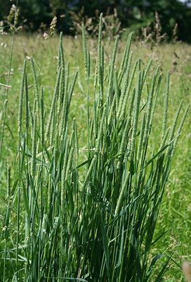 <p>blueish-green perennial bunchgrass</p>