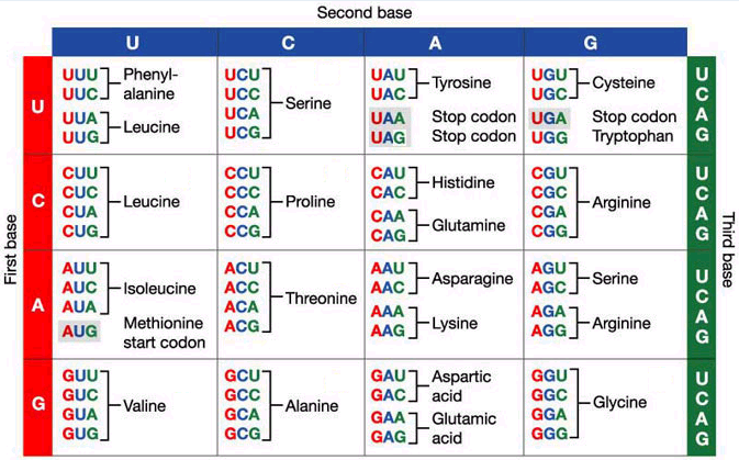 <ul><li><p>just know that it lists the codons for each of the 20 amino acids</p><p> </p></li></ul><p></p>