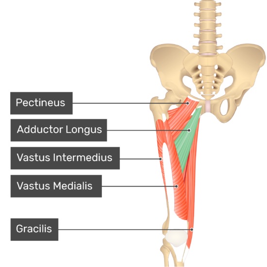 Origin: pubis 

Insertion: Linea aspera of femur

Action: adducts thigh