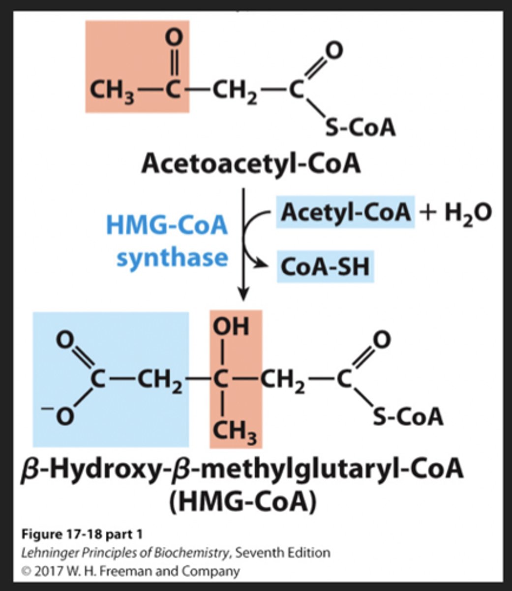 <p>- HMG-CoA synthase<br>- Acetyl-CoA + H2O -&gt; CoA-SH</p>