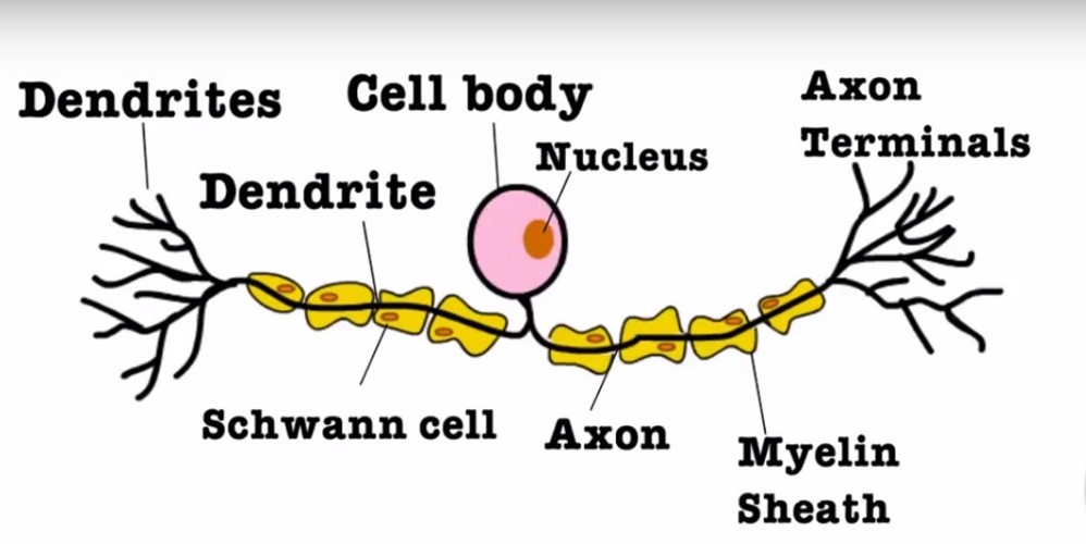 <p>No dendrites on cell body, cell body sticks out axon</p>