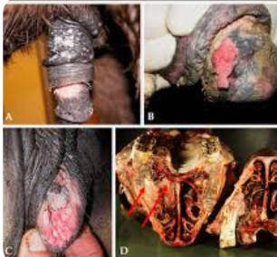 <ul><li><p><u>Ocular and genitals</u> areas most common</p></li><li><p><span style="background-color: transparent;"><strong><span>Et: </span></strong></span><span style="background-color: transparent; color: red;"><strong><span>#1 malignant tumo</span></strong><span>r</span></span></p><ul><li><p><span style="background-color: transparent; color: red;"><strong><u><span>Locally invasive, slow metastasis!!</span></u></strong></span></p></li></ul></li><li><p><span style="background-color: transparent;"><strong><span>Sig: </span></strong><span>Appaloosa, Paint, Clydesdale, Belgian</span></span></p><ul><li><p><span style="background-color: transparent;"><strong><u><span>Colour dilution</span></u></strong></span></p></li></ul></li><li><p><span style="background-color: transparent;"><strong><span>Cs: </span></strong><span>Nodules of </span></span><span style="background-color: transparent; color: red;"><strong><span>non-pigmented + mucocutaneous </span></strong></span><span style="background-color: transparent;"><strong><span>areas</span></strong></span></p><ul><li><p><span style="background-color: transparent;"><u><span>eyelids</span></u><span>, third eyelid, limbus, </span><u><span>genitals,</span></u><span> lips,</span><u><span> muzzle</span></u></span></p></li></ul></li><li><p><span style="background-color: transparent;"><strong><span>Tx: </span></strong></span><span style="background-color: transparent; color: red;"><strong><span>UV masks, wide excision</span></strong><span> </span></span><span style="background-color: transparent;"><span>(curative), enucleation, posthectomy, ± local chemo</span></span></p></li></ul><p></p>