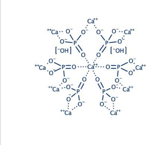 <p>99% of body calcium stored as hydroxyapatite in bone</p><p>Bone constantly remodeled by&nbsp;</p><ul><li><p><span style="color: red;"><strong>Osteoblasts → Build bone, deposit calcium</strong></span></p></li><li><p><span style="color: red;"><strong>Osteoclasts → Break down bone, Releases calcium</strong></span></p></li></ul><p>Balance between them keeps both bone and blood healthy</p><p></p>