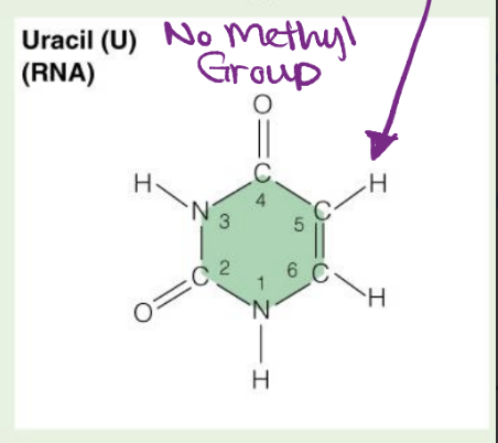 <p>Does NOT have a Methyl Group</p>